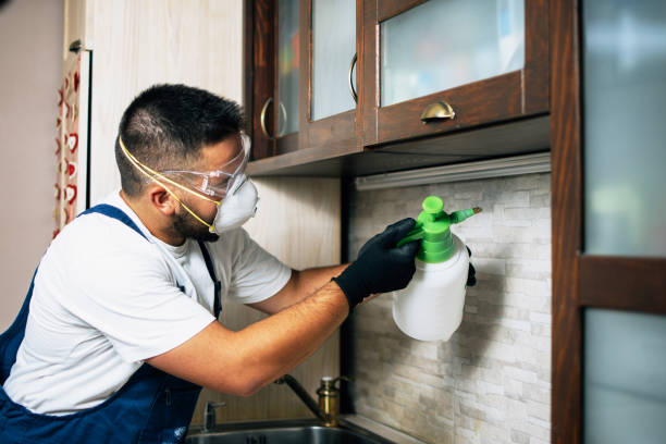 Reliable Steger, IL Pest Control Solutions